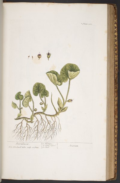 プレート 383、「A Curious Herbal」より 作： Elizabeth Blackwell