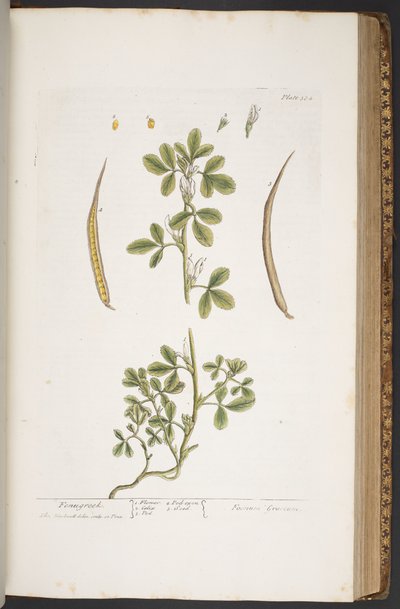 プレート 384、「A Curious Herbal」より 作： Elizabeth Blackwell