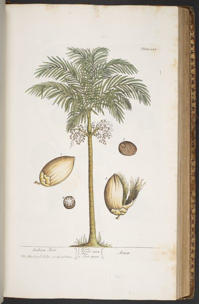 プレート 387、「A Curious Herbal」より 作： Elizabeth Blackwell