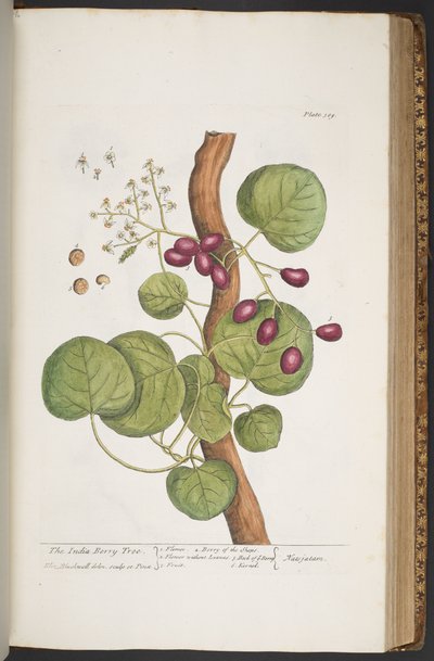 プレート 389、「A Curious Herbal」より 作： Elizabeth Blackwell