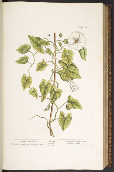 プレート 38、「A Curious Herbal」の偉大なヒルガオ 作： Elizabeth Blackwell