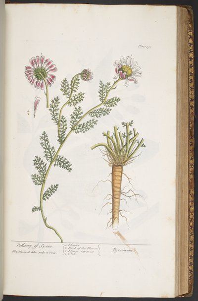 プレート 390、スペインのペリトリー、「A Curious Herbal」より 作： Elizabeth Blackwell