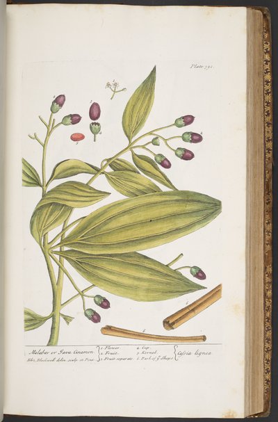 プレート 391、「A Curious Herbal」より 作： Elizabeth Blackwell