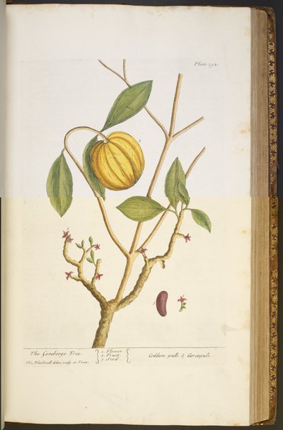 プレート 392、「A Curious Herbal」より 作： Elizabeth Blackwell