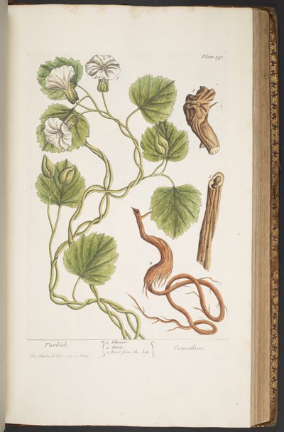 プレート 397、「A Curious Herbal」より 作： Elizabeth Blackwell