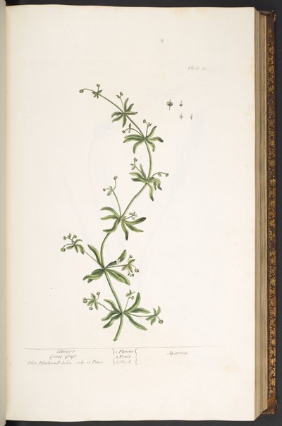 プレート 39、Clivers、Goose Grass、「A Curious Herbal」より 作： Elizabeth Blackwell