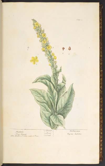 プレート 3、モウズイカ、「A Curious Herbal」より 作： Elizabeth Blackwell