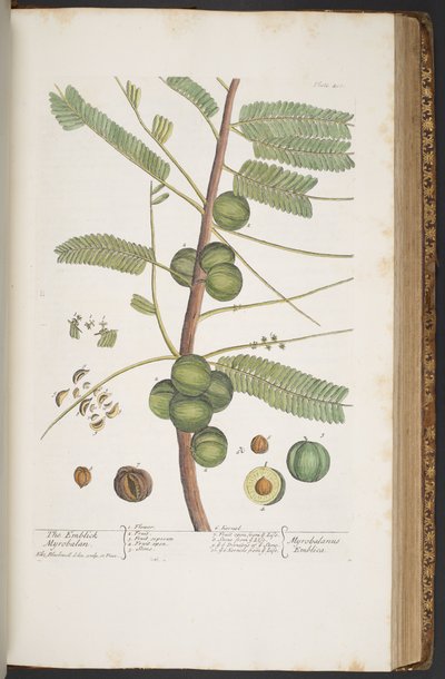 プレート 400、「A Curious Herbal」より 作： Elizabeth Blackwell