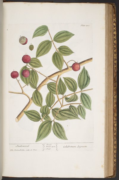 プレート 403、「A Curious Herbal」より 作： Elizabeth Blackwell