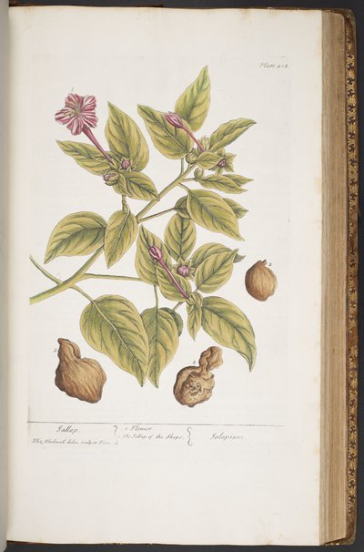 プレート 404、「A Curious Herbal」より 作： Elizabeth Blackwell