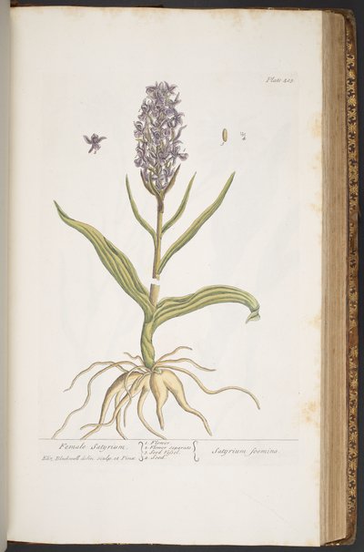 プレート 405、「A Curious Herbal」より 作： Elizabeth Blackwell