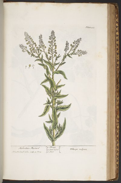 プレート 407、「A Curious Herbal」より 作： Elizabeth Blackwell