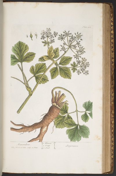 プレート 408、アレキサンダー、「A Curious Herbal」より 作： Elizabeth Blackwell