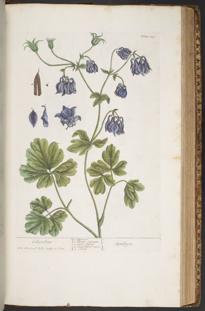 プレート 409、「A Curious Herbal」より 作： Elizabeth Blackwell