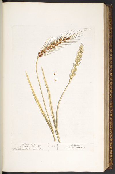 「A Curious Herbal」のプレート 40、小麦、ひげのある小麦 作： Elizabeth Blackwell