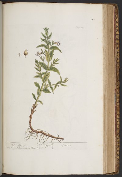 プレート 411、「A Curious Herbal」より 作： Elizabeth Blackwell