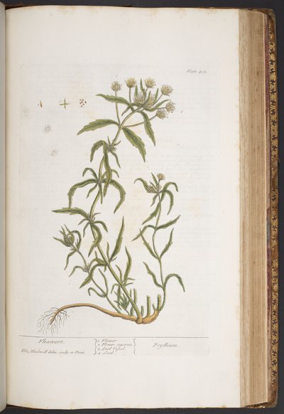 プレート 412、「A Curious Herbal」より 作： Elizabeth Blackwell