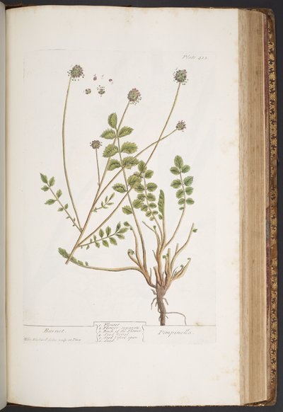 プレート 413、「A Curious Herbal」より 作： Elizabeth Blackwell