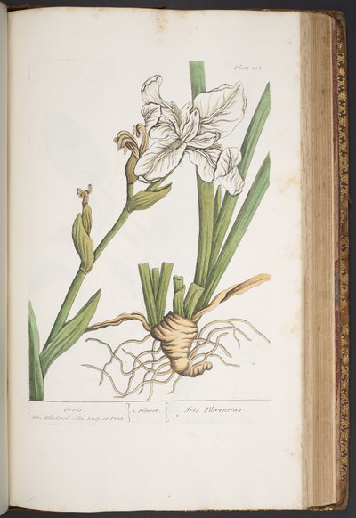 プレート 414、「A Curious Herbal」より 作： Elizabeth Blackwell