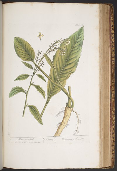 プレート 415、「A Curious Herbal」より 作： Elizabeth Blackwell