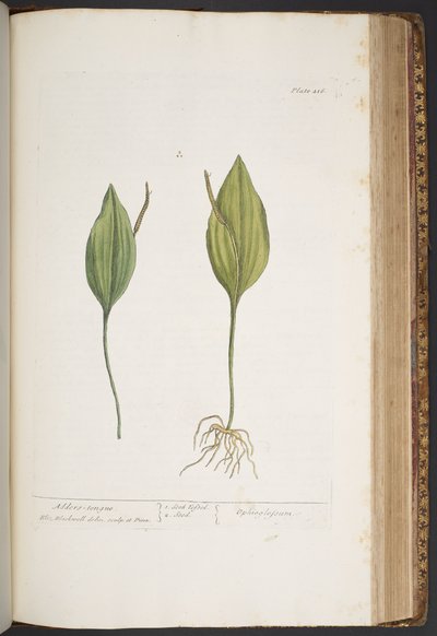 プレート 416、「A Curious Herbal」より 作： Elizabeth Blackwell