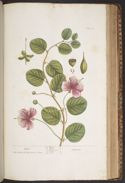 プレート 417、「A Curious Herbal」より 作： Elizabeth Blackwell
