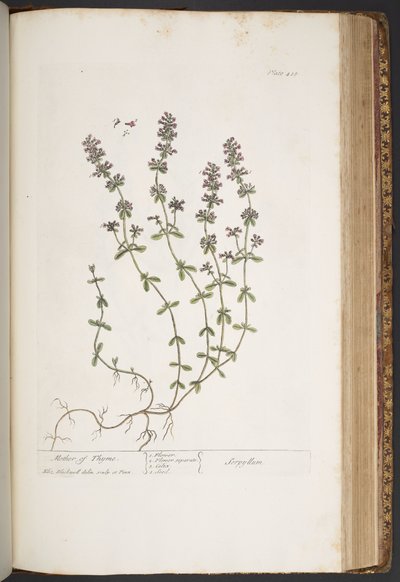 プレート 418、「A Curious Herbal」より 作： Elizabeth Blackwell