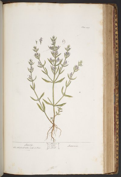プレート 419、「A Curious Herbal」より 作： Elizabeth Blackwell