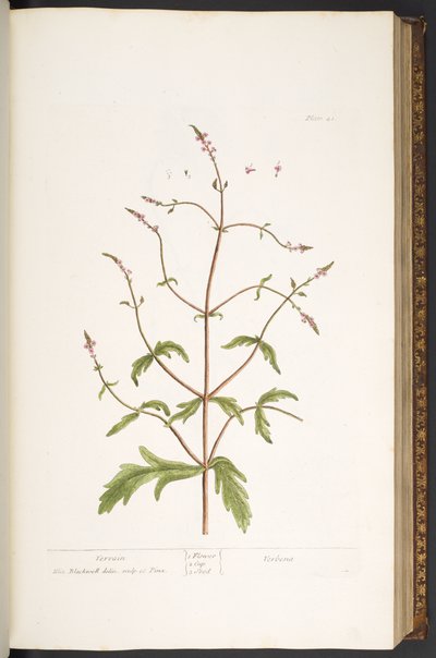プレート 41、Vervain、「A Curious Herbal」より 作： Elizabeth Blackwell