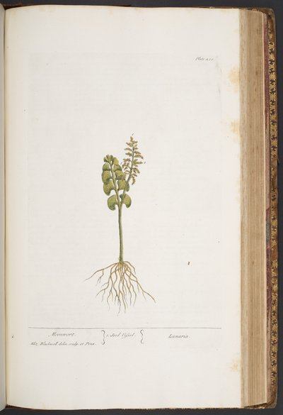 プレート 420、「A Curious Herbal」より 作： Elizabeth Blackwell
