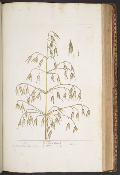プレート 422、「A Curious Herbal」より 作： Elizabeth Blackwell