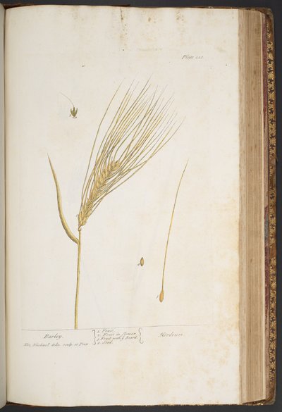プレート 423、「A Curious Herbal」より 作： Elizabeth Blackwell