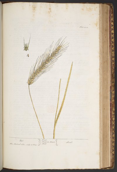 プレート 424、「A Curious Herbal」より 作： Elizabeth Blackwell