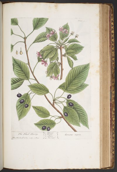 プレート 425、「A Curious Herbal」より 作： Elizabeth Blackwell