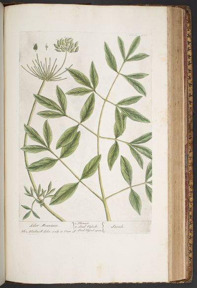 プレート 426、「A Curious Herbal」より 作： Elizabeth Blackwell