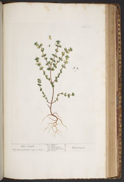 プレート 427、「A Curious Herbal」より 作： Elizabeth Blackwell