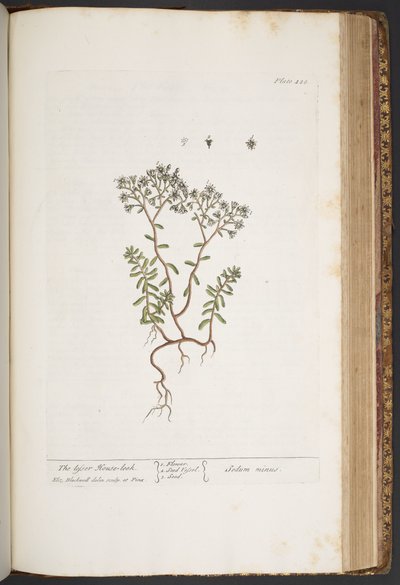 プレート 428、「A Curious Herbal」より 作： Elizabeth Blackwell