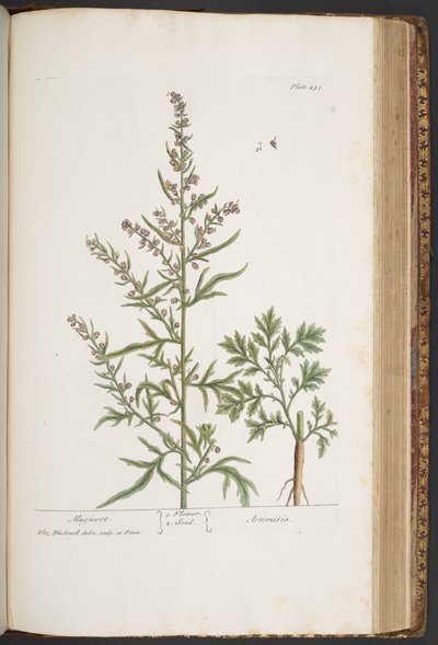 プレート 431、「A Curious Herbal」より 作： Elizabeth Blackwell