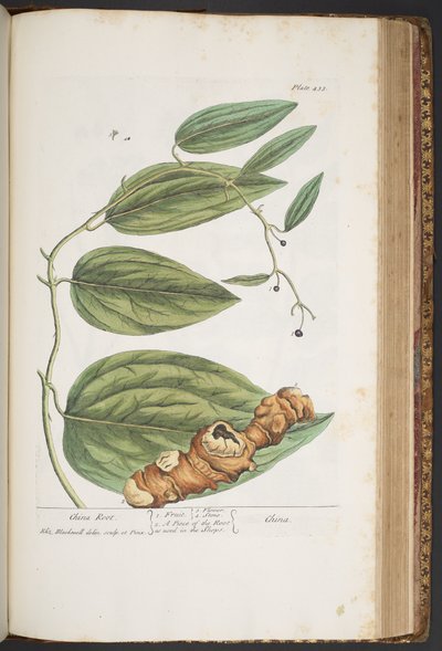 プレート 433、「A Curious Herbal」より 作： Elizabeth Blackwell