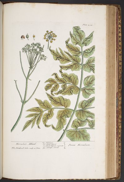 プレート 434、「A Curious Herbal」より 作： Elizabeth Blackwell