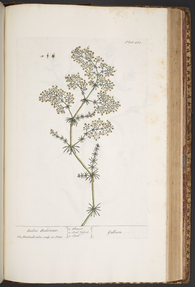 プレート 435、レディース ベッドストロー、「A Curious Herbal」より 作： Elizabeth Blackwell