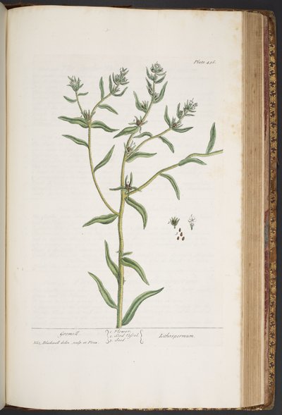 プレート 436、「A Curious Herbal」より 作： Elizabeth Blackwell