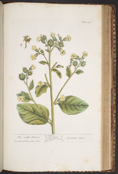 プレート 437、「A Curious Herbal」より 作： Elizabeth Blackwell