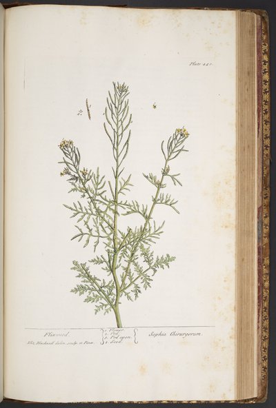 プレート 440、「A Curious Herbal」より 作： Elizabeth Blackwell