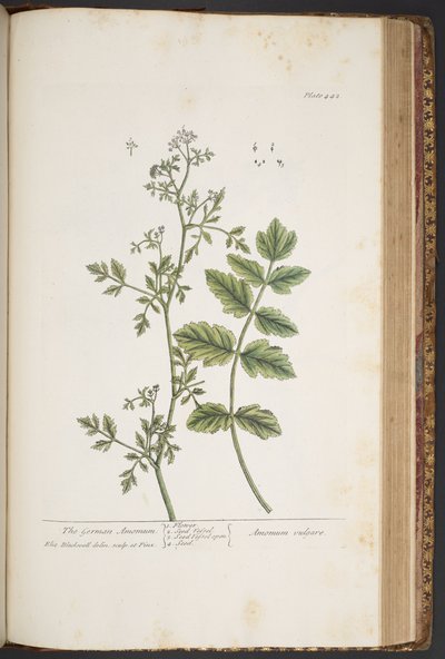 プレート 442、「A Curious Herbal」より 作： Elizabeth Blackwell