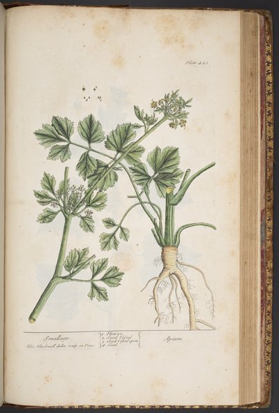 プレート 443、スモールエイジ、「A Curious Herbal」より 作： Elizabeth Blackwell