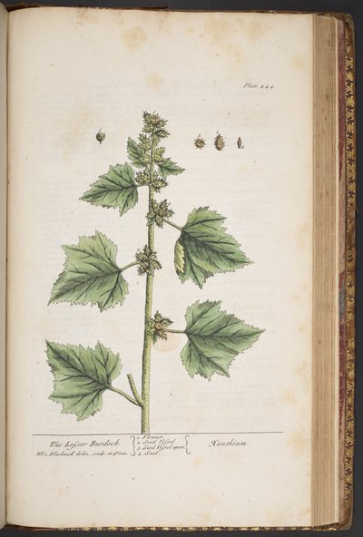 プレート 444、「A Curious Herbal」より 作： Elizabeth Blackwell