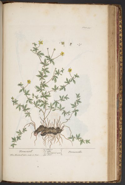 プレート 445、「A Curious Herbal」より 作： Elizabeth Blackwell