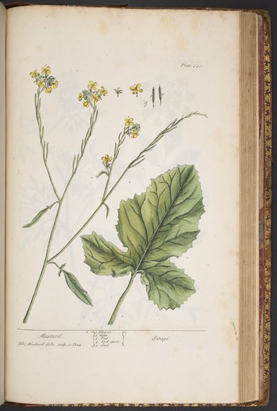 プレート 446、「A Curious Herbal」より 作： Elizabeth Blackwell