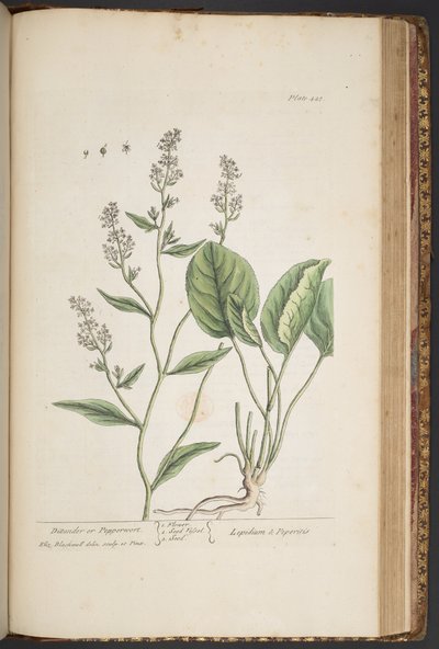 プレート 448、「A Curious Herbal」より 作： Elizabeth Blackwell